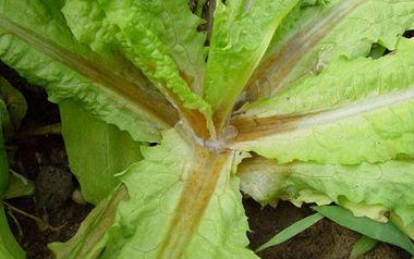 莴笋水烂病的症状有哪些?该如何防治 莴笋水烂病的症状有哪些?该如何防治